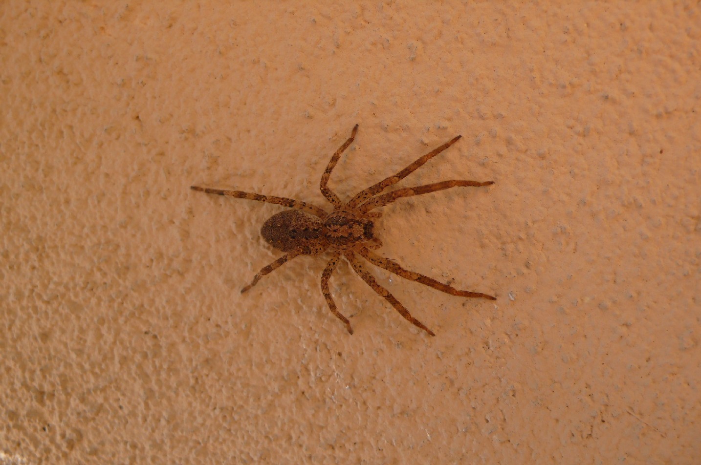 Zoropsis sp.